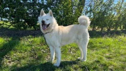 Senseï, male Mixed Breed for adoption at SPA Genève, Geneva