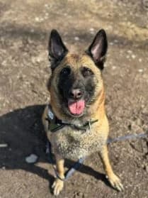 Kenzo,  Mixed Breed for adoption at SPA Genève, Geneva