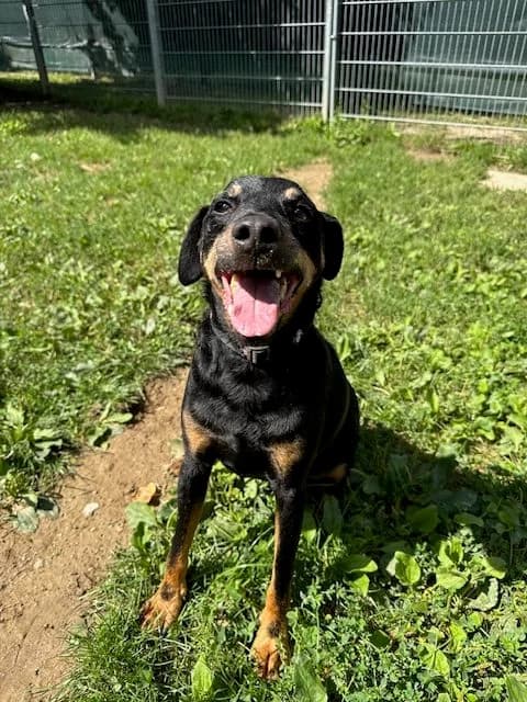 Milou, male senior mixed breed for adoption at SPA Genève, Geneva