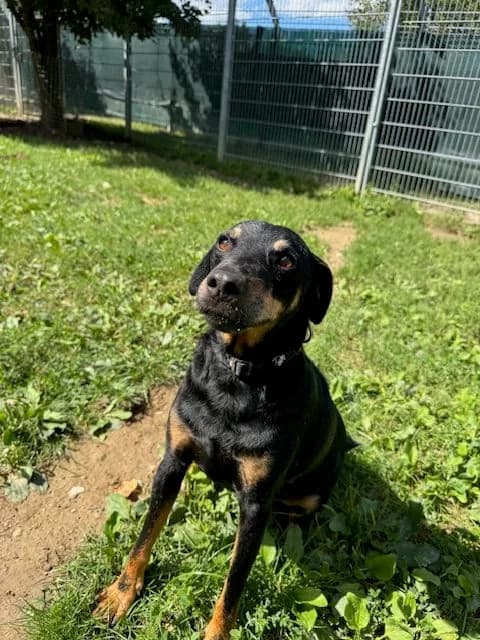 Milou, male mixed breed for adoption at SPA Genève — photo 5 of 6
