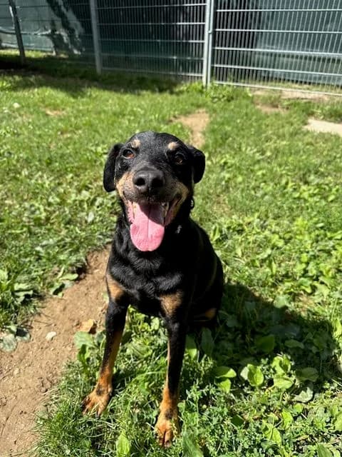 Milou, male mixed breed for adoption at SPA Genève — photo 6 of 6