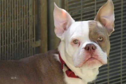 Pako,  American Bully for adoption at SPA Genève — photo 2 of 2