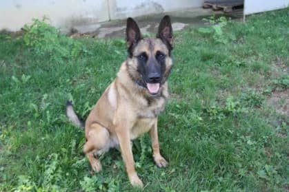 Punto, male 6yo Belgian Malinois for adoption at SPA Genève, Geneva