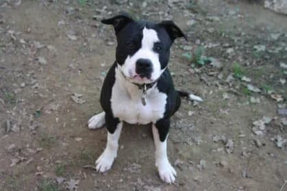 Tao,  4yo Staffordshire Bull Terrier for adoption at SPA Genève, Geneva