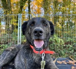 Tiago, male mixed breed for adoption at SPA Genève
