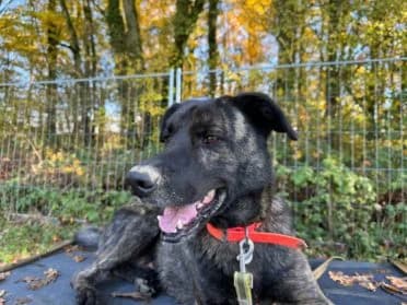 Tiago, male mixed breed for adoption at SPA Genève — photo 2 of 3