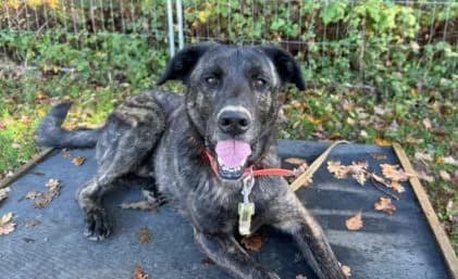 Tiago, male mixed breed for adoption at SPA Genève — photo 3 of 3
