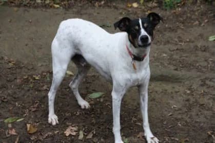 Félix, male mixed breed for adoption at SPA Genève — photo 3 of 3