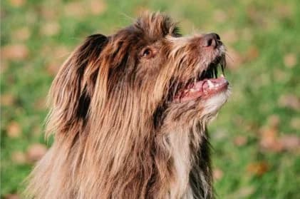 Cooper,  7yo Mixed Breed for adoption at SPA Genève, Geneva