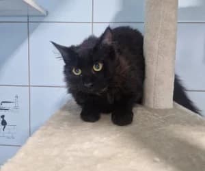 Akhenaton, male puppy European Shorthair for adoption at SPA Genève, Geneva