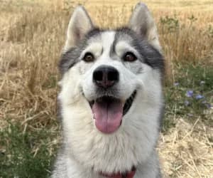 Alaska, female Husky for adoption at SPA Genève, Geneva