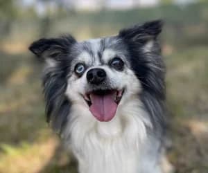 Alvin, male Papillon for adoption at SPA Genève, Geneva