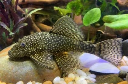 Ancistrus,  Mixed Breed for adoption at SPA Genève, Geneva