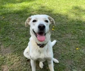 Asia, female mixed breed for adoption at SPA Genève, Geneva