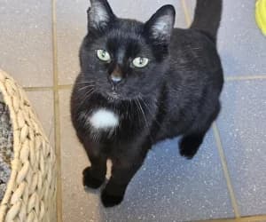 Blacki, male senior European Shorthair for adoption at SPA Genève, Geneva