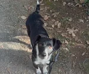 Blacky cours d'adoption, male mixed breed for adoption at SPA Genève, Geneva