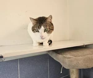 Bounty, male senior European Shorthair for adoption at SPA Genève, Geneva