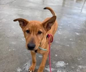 Brooke, female Labrador Retriever for adoption at SPA Genève, Geneva