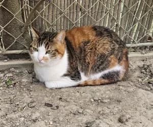 Cachette, female European Shorthair for adoption at SPA Genève, Geneva