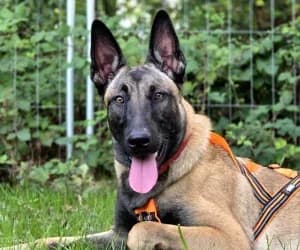 Chips, female Belgian Malinois for adoption at SPA Genève, Geneva
