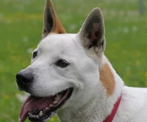 Coco, male Podenco for adoption at SPA Genève, Geneva