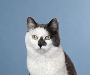 Coquin, male senior European Shorthair for adoption at SPA Genève, Geneva