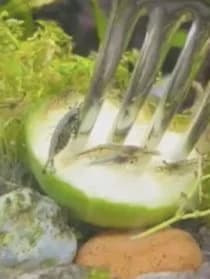 Crevettes,  Mixed Breed for adoption at SPA Genève, Geneva