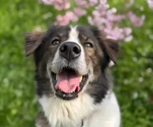 Dogy, male Mixed Breed for adoption at SPA Genève, Geneva