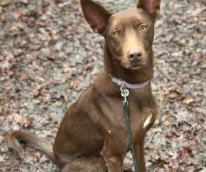 Dolorès, female Podenco for adoption at SPA Genève, Geneva