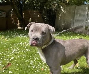 Draco, male American Bully for adoption at SPA Genève, Geneva