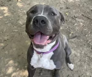 Era, female American Bully for adoption at SPA Genève, Geneva