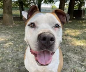 Esco, male 6yo American Bully for adoption at SPA Genève, Geneva