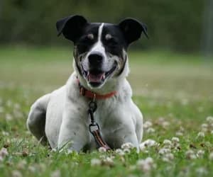 Félix, male mixed breed for adoption at SPA Genève, Geneva