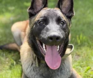 Hades, male Belgian Malinois for adoption at SPA Genève, Geneva