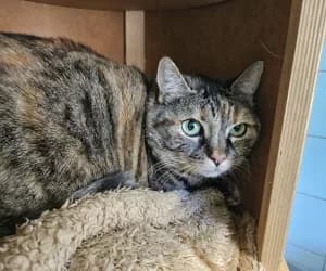 Iris, female senior European Shorthair for adoption at SPA Genève, Geneva