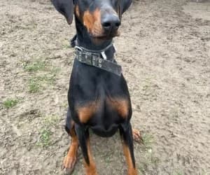 Iron, male Doberman for adoption at SPA Genève, Geneva
