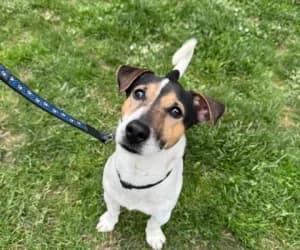 Jack, male Jack Russell Terrier for adoption at SPA Genève, Geneva