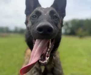 Kawaii, male Belgian Malinois for adoption at SPA Genève, Geneva