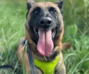 Kenzo, male Belgian Malinois for adoption at SPA Genève, Geneva