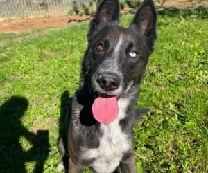 Kiki, male mixed breed for adoption at SPA Genève, Geneva