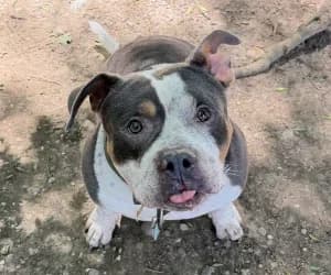 King, male American Bully for adoption at SPA Genève, Geneva