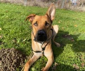 Koda, male Belgian Malinois for adoption at SPA Genève, Geneva