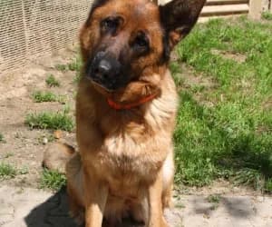 Leïka, female German Shepherd for adoption at SPA Genève, Geneva