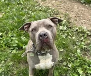 Lili, female American Bully for adoption at SPA Genève, Geneva