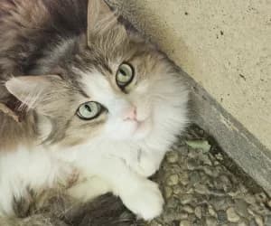 Lilou, female senior European Shorthair for adoption at SPA Genève, Geneva