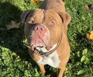 Loky cours d'adoption, male mixed breed for adoption at SPA Genève, Geneva