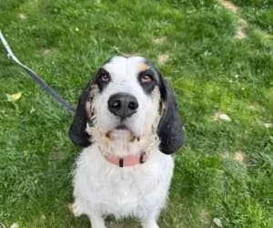 Lola, female mixed breed for adoption at SPA Genève, Geneva