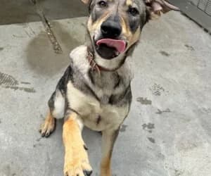Lola, female mixed breed for adoption at SPA Genève, Geneva