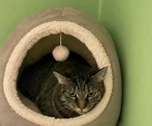 Maligne, female 5yo European Shorthair for adoption at SPA Genève, Geneva