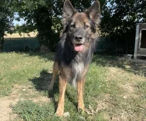 Marcus, male 7yo Belgian Tervuren for adoption at SPA Genève, Geneva